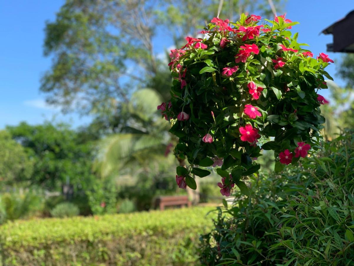 Lovely Garden Villas Pantai Cenang  Eksteriør bilde